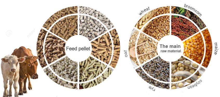 Modern chicken feed production line facility showing industrial pellet processing equipment