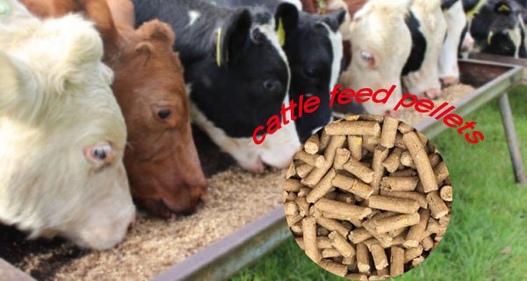Livestock feed pellet machine for Philippine cattle and swine operations